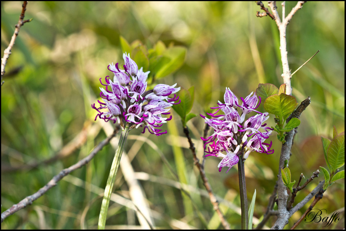 Orchis simia